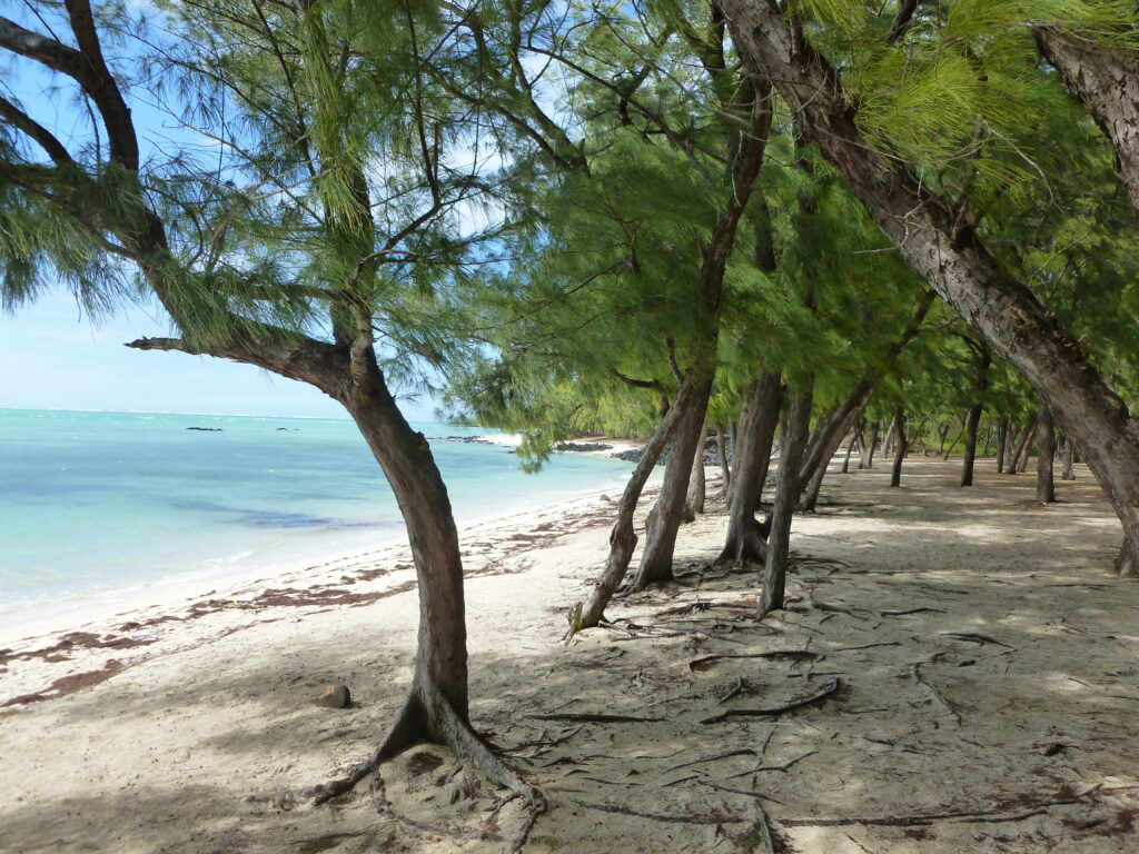 Mauritius spiaggia ocn alberi di tamerici