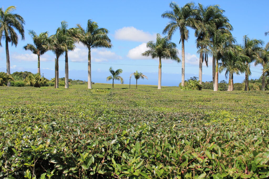 Coltivazioni e piantagioni di te lungo la Via del Te a Bois Cheri Mauritius